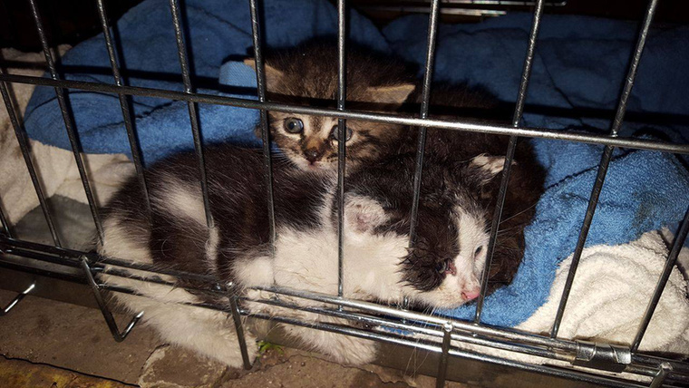 De már nevük is van: ő itt 
                        (balról)Mignon és Marcipán.Mázliról nincs képünk, de azt tudjuk, hogy a macskákat a biztonsági őr fogadta be.Viszlát!