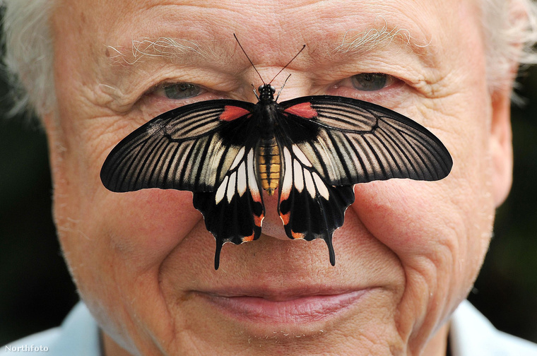 A világhírű brit természettudós, Sir David Attenborough ma 90 éves, úgyhogy a szokásos állatszeretgetős képek mellett ritkábban látott fotókat is mutatunk róla.