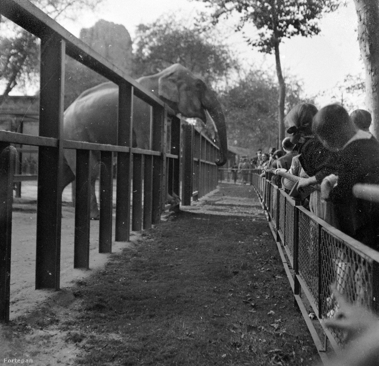 Ez már 1950, amikor az elefántok még elérhető távolságban voltak.