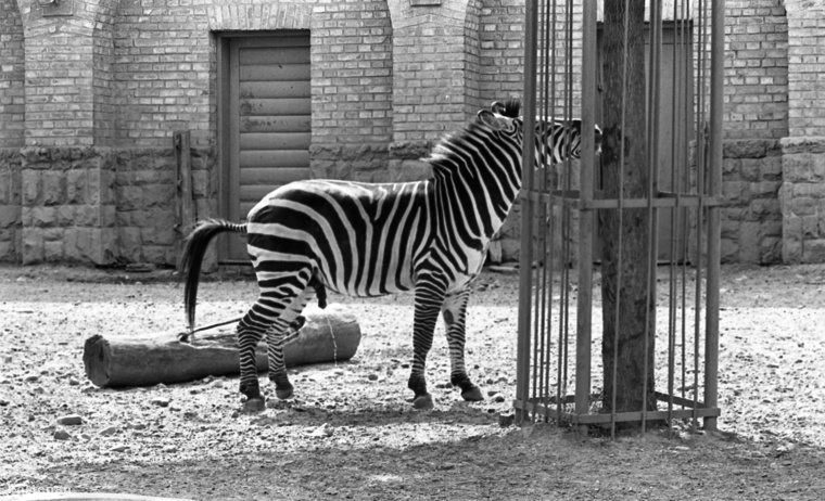 Gondolta volna ma reggel, mikor felkelt, hogy egy 1974-es, pisilő zebrát fog ma nézegetni?
