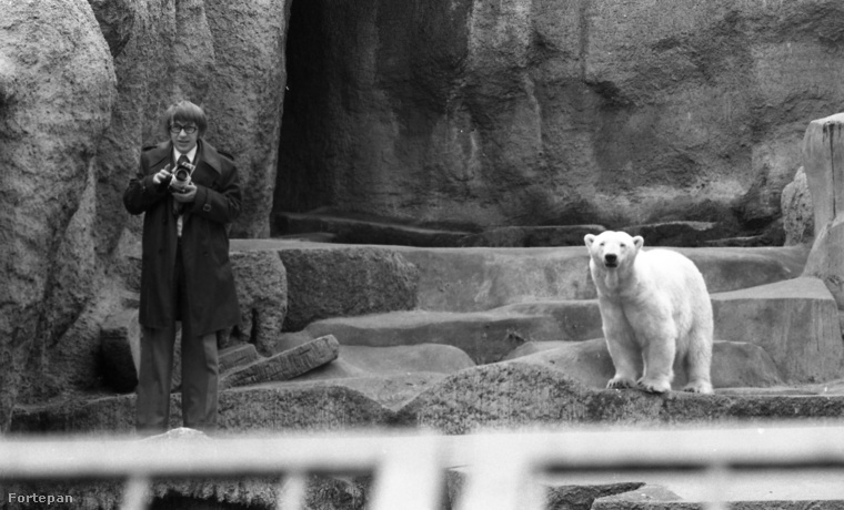 Ez a kép is 1974-es, azt viszont nem tudni, hogy a jegesmedve, vagy a fotós szeppent meg jobban a szituációtól.