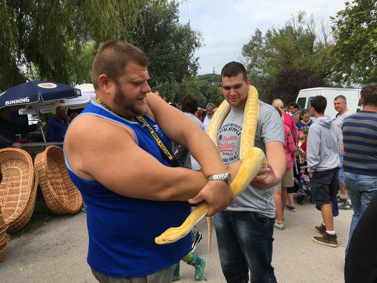 Itt egy ember, aki a nyakába akasztott kígyót bárkire szívesen ráadja egy fotó erejéig