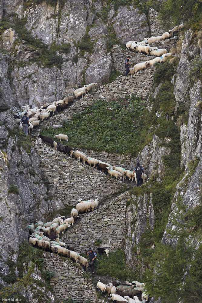 Nincs olyan juhász, aki ennyi állat haladását ilyen terepviszonyok között egyedül levezényli - több százan munkálkodnak, hogy a több száz báránynak semmi baja ne essen.