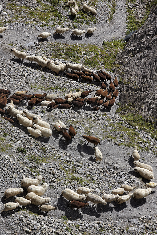 Ezeket a különleges tenyésztésű Wallis-i feketeorrú bárányokat főként a gyapjújukért tartják, és mert tökéletesen alkalmazkodtak a sziklás, nem épp vízszintben lévő legelőkhöz.