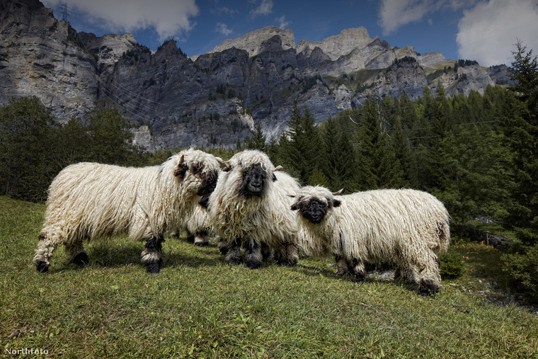 Svájcban egy óriási látványosság zajlik minden évben: a Wallis-i feketeorrú bárányok terelése