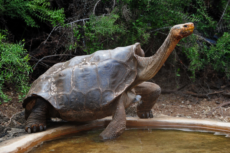Ismerkedjen meg a szexisten teknőssel, Diegoval, aki szinte egymaga népesíti be lakókörnyezetét, a Galápagos-szigetek déli sarkán található Espanolát.