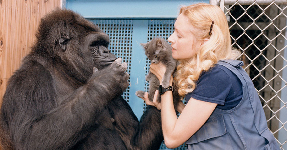 Meghalt Koko, a jelbeszéddel társalgó gorilla