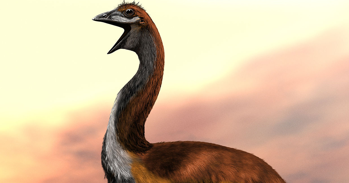 Ευρετήριο – Tech-Science – Αναγνωρίστηκε το μεγαλύτερο είδος πουλιού που έζησε ποτέ