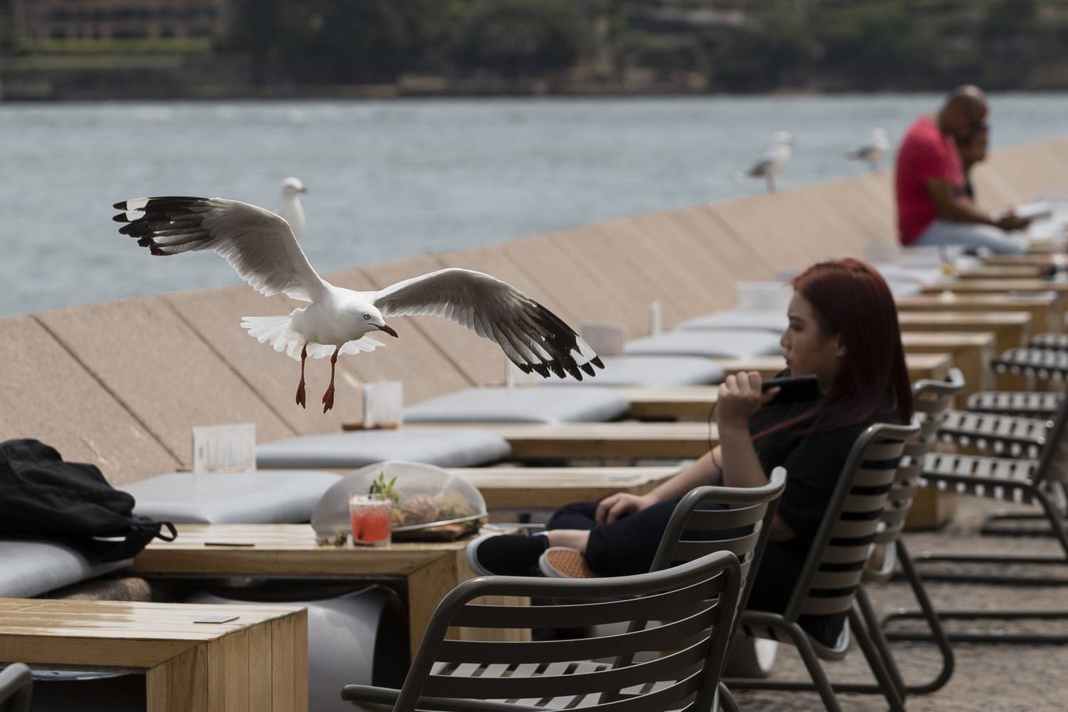 Csizmás kutya védi az étkezőket a sirálytámadástól Sydney-ben
