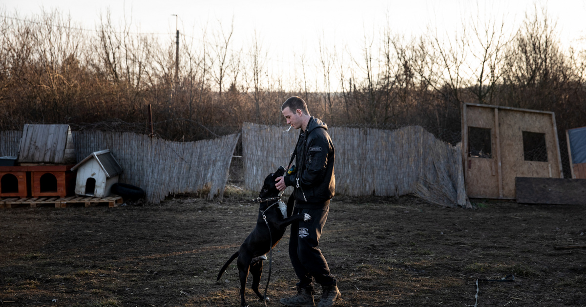 Leégett a menhely, menniük kell a pitbullokkal