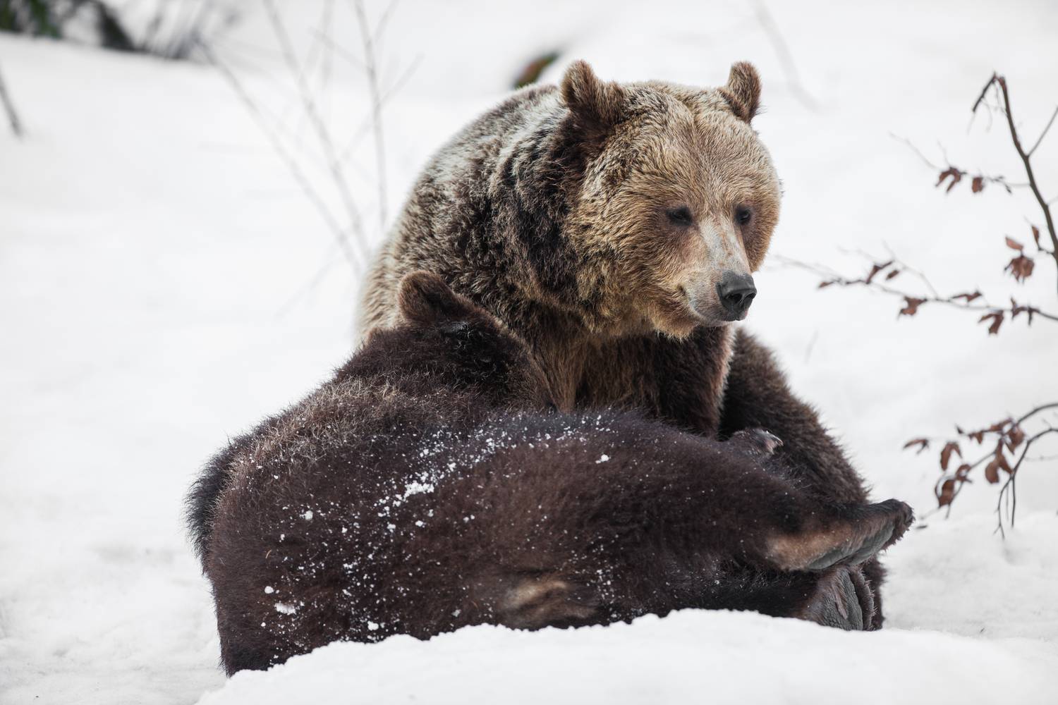 a medvék lefogynak amikor hibernálnak