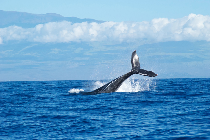 Púpos bálna fogyás - Lélegzetelállító videón a púpos bálnák egyedülálló vadászstílusa - Qubit