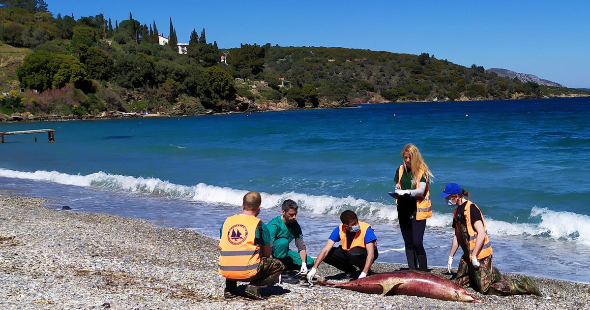 Ευρετήριο – Tech-Science – Οι τουρκικές στρατιωτικές ασκήσεις μπορεί να προκάλεσαν μαζικούς θανάτους δελφινιών στα ανοιχτά των ελληνικών ακτών