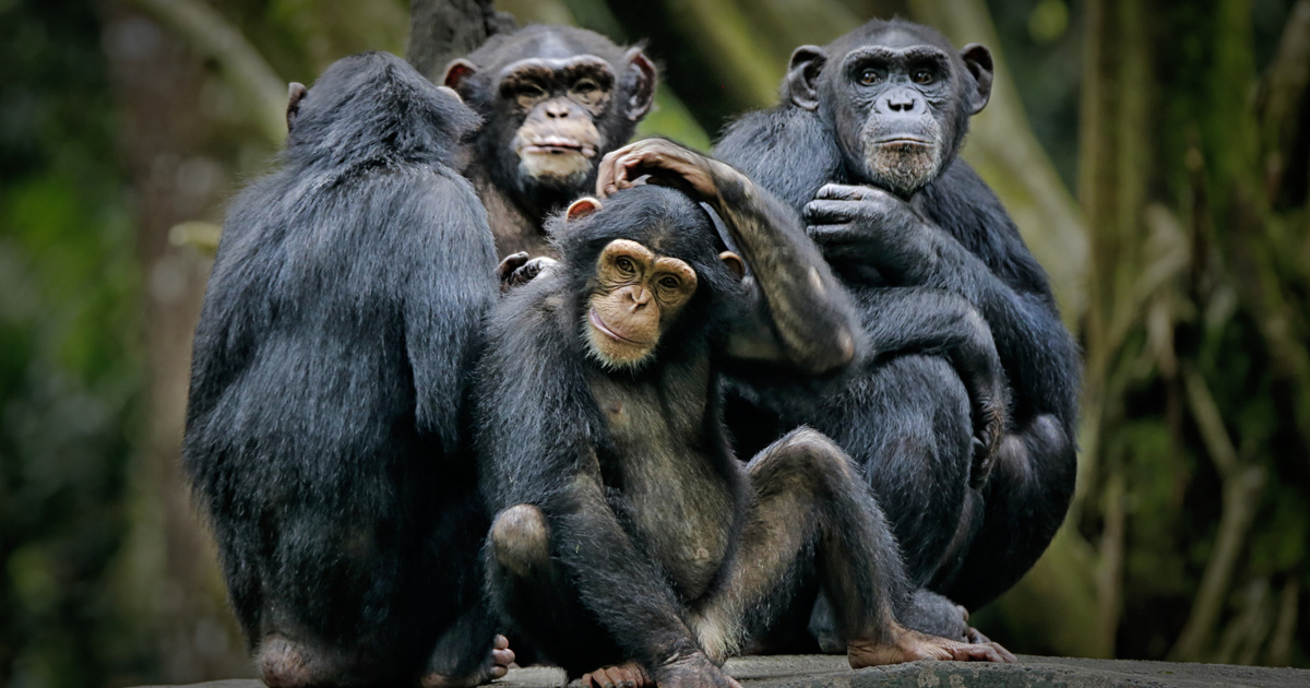 Index - Tech-Tudomány - A kihalás szélére kerültek a közönséges csimpánzok