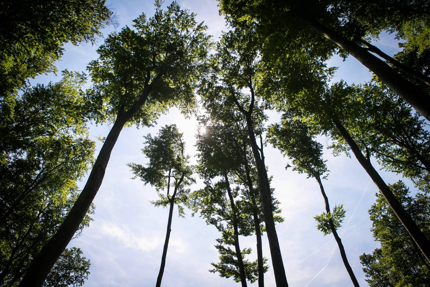 erdészeti gazdaság tudni