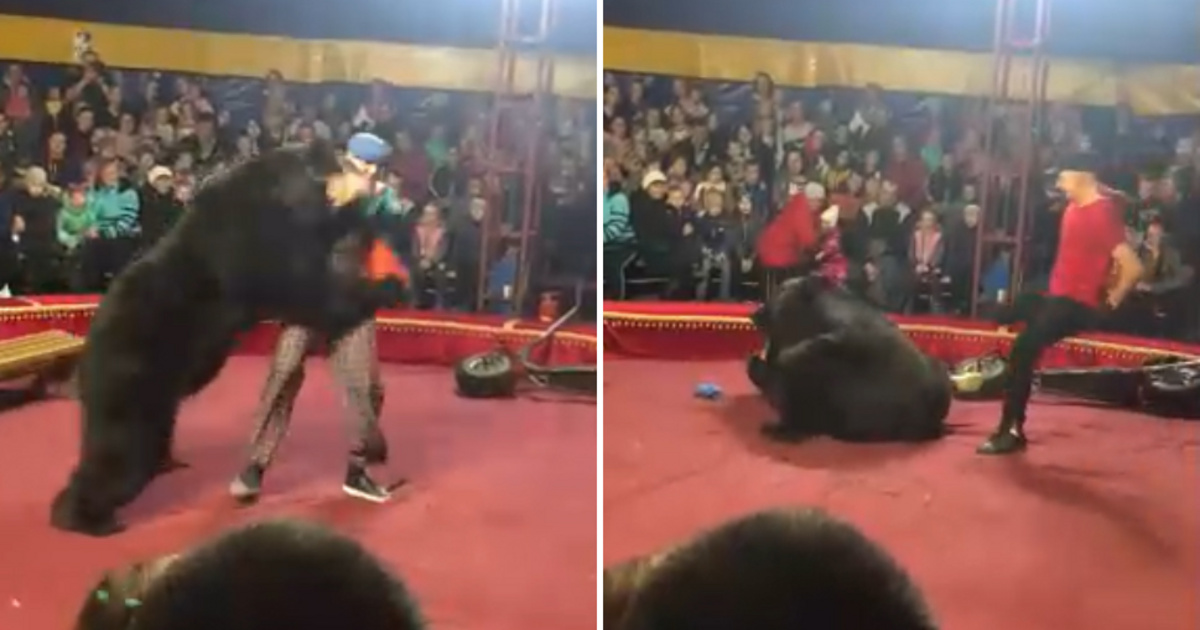 неудачные моменты в цирке. животные в цирке. империя львов цирк дрессировщик. медведь в цирке. раскормленные львицы цирк.