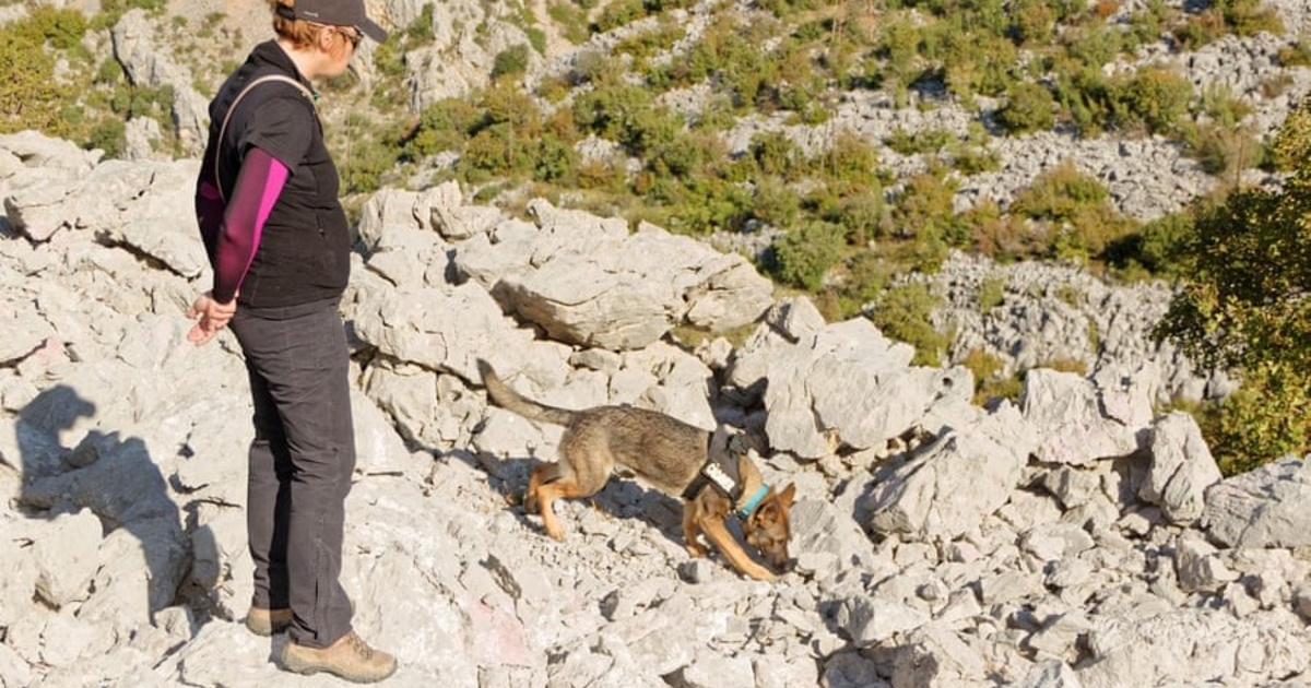 собачьи профессии. собака помогает геологам. геолог 19 век. собака геолог фото. собаки геологи.