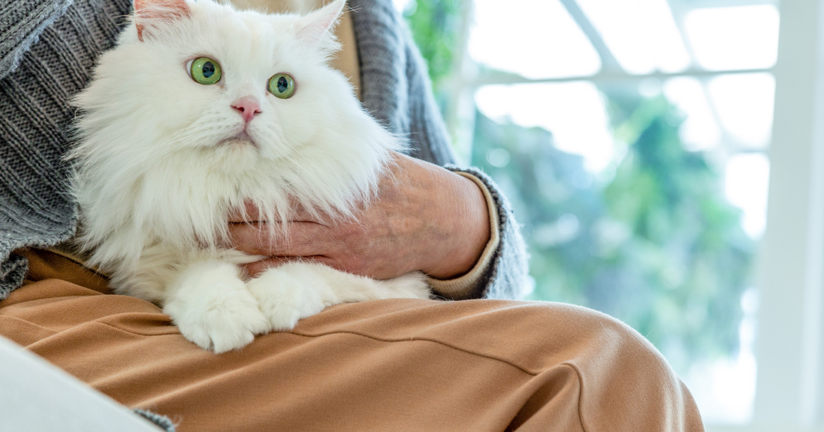 Macskatartás | Budafoki Állatgyógyászati Központ