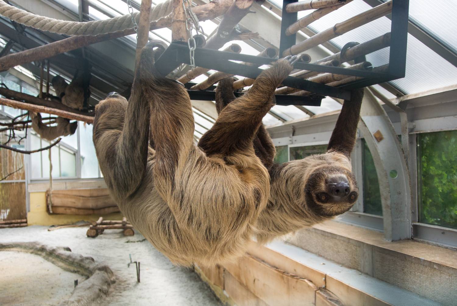 Двупалый ленивец 4 букв. Двупалый Ленивец. Зоопарк в Будапеште фото. Budapest Zoo and Botanical Garden. Двупалые ленивцы драка.