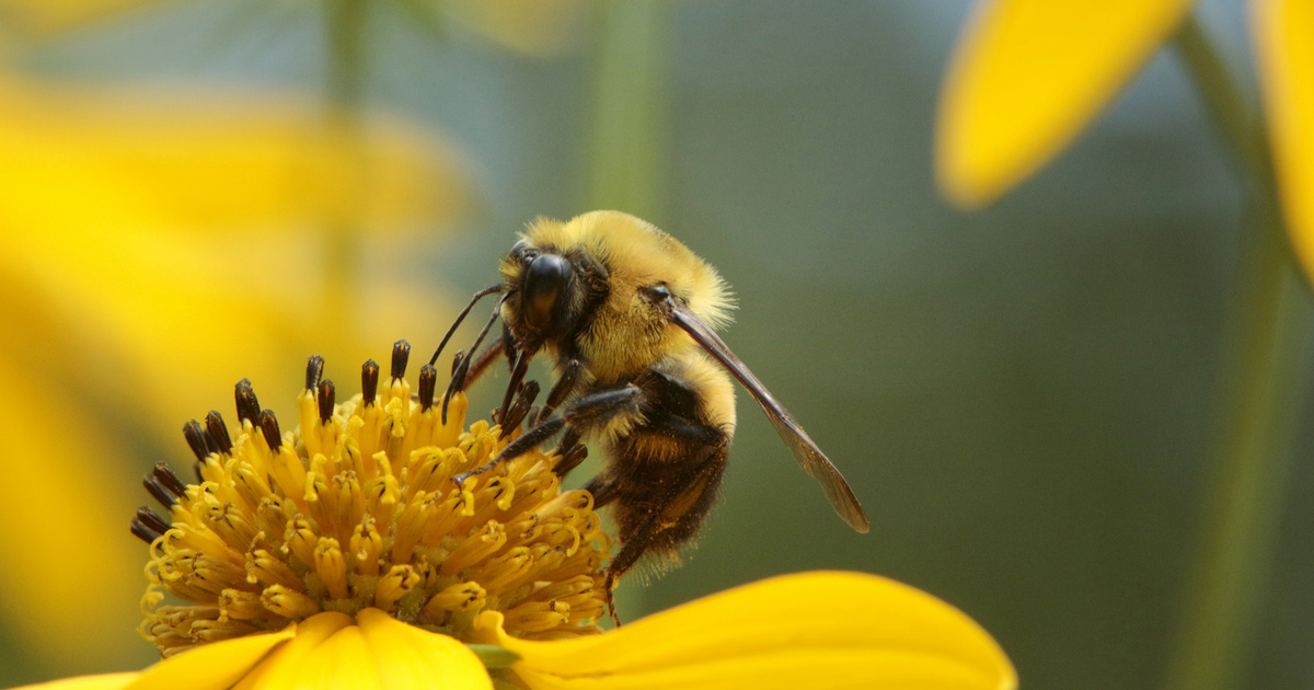 méh pollen látása