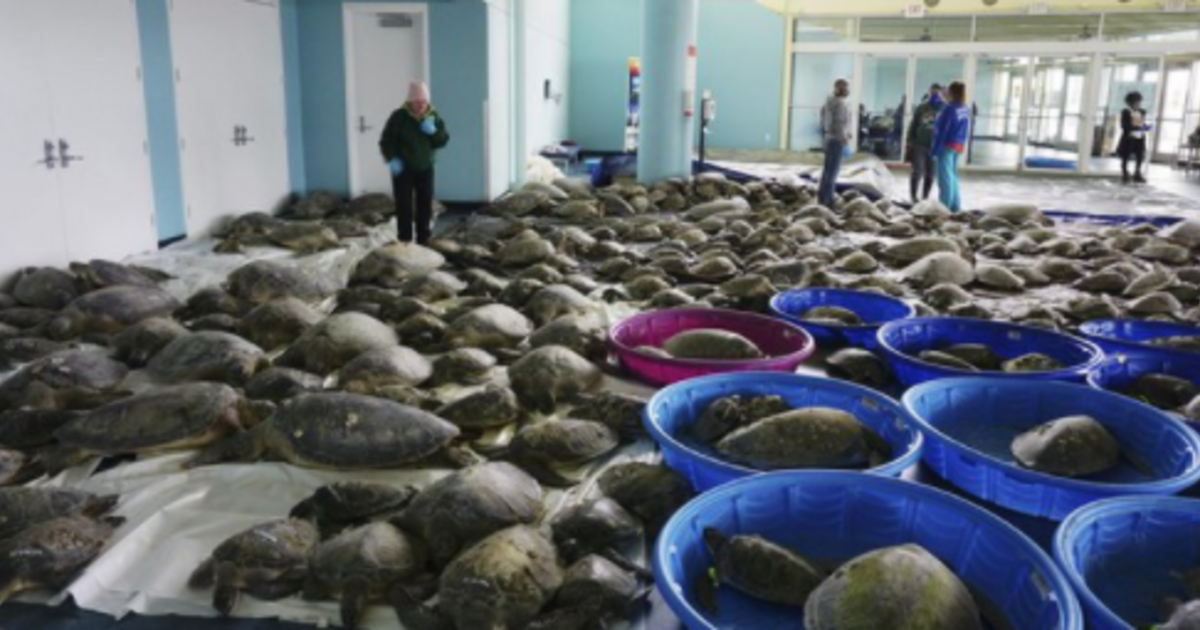 Index – Overseas – After the frost, turtle rescue begins in the United States