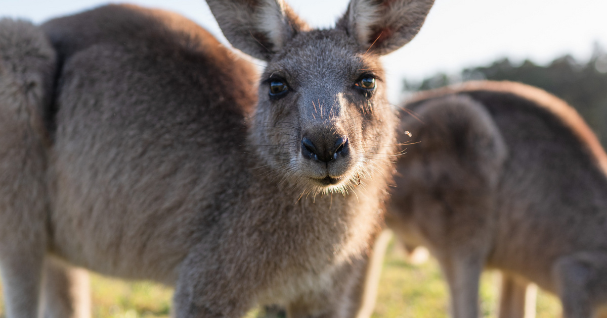A kengurunak hímvesszője van. Tartalomjegyzék