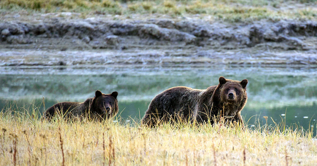 Index – Local – More and more grizzly in the US, it will not allow them to expand any further