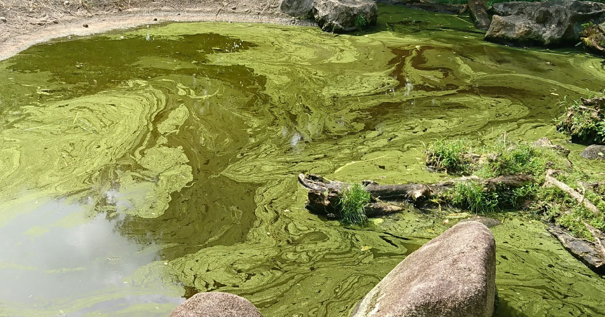 Catálogo – Tech-Science – Mortales algas japonesas amenazan la Riviera