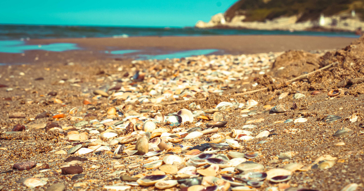 Index – Tech-Science – Hay tanto calor que los mejillones se cocinan en el océano