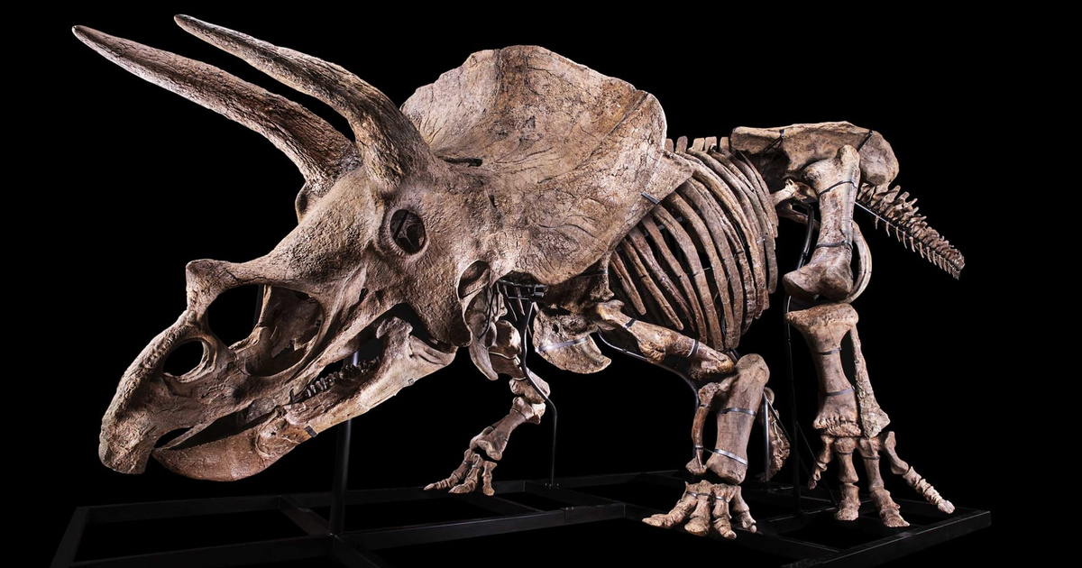 Catálogo – Tech-Science – Subastado el Triceratops más grande del mundo