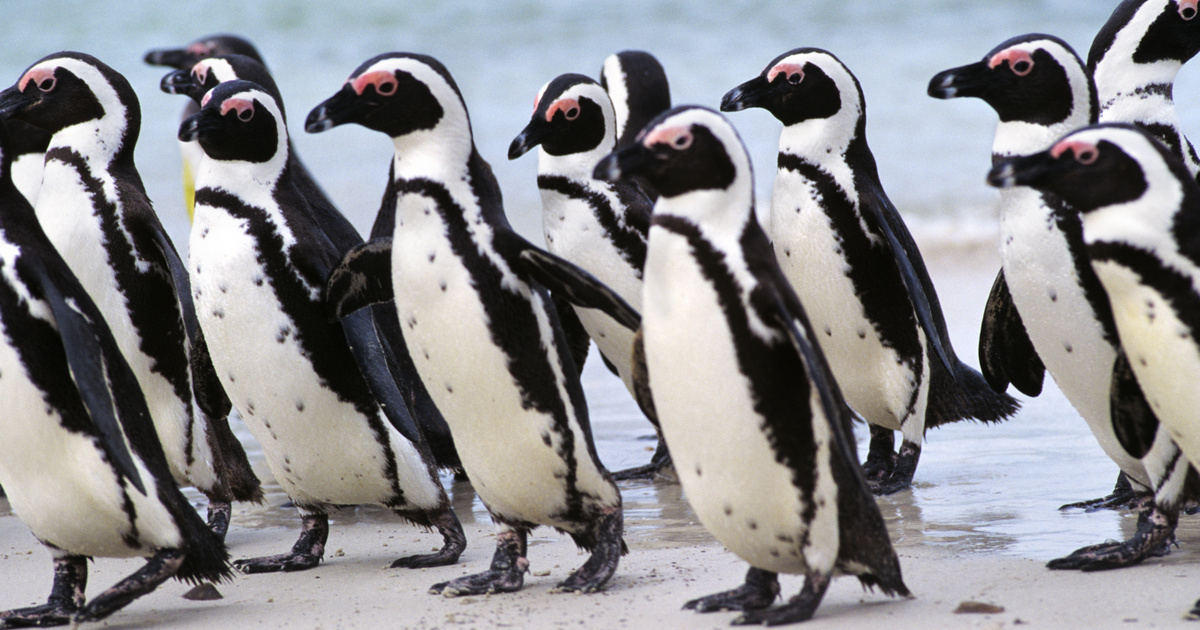 Catálogo – Tecnología-Ciencia – Los pingüinos en peligro de extinción pueden haber sido asesinados por un enjambre de abejas