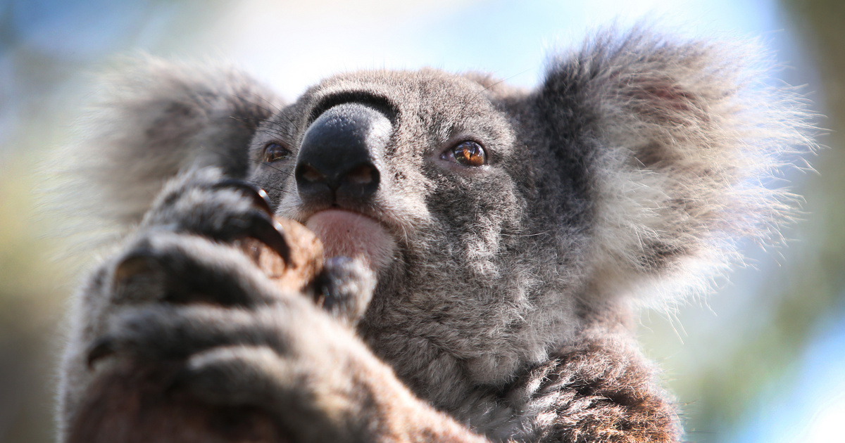 Índice – Tecnología – Ciencia – Los koalas pueden extinguirse debido a una enfermedad, están tratando de salvarlos mediante la vacunación