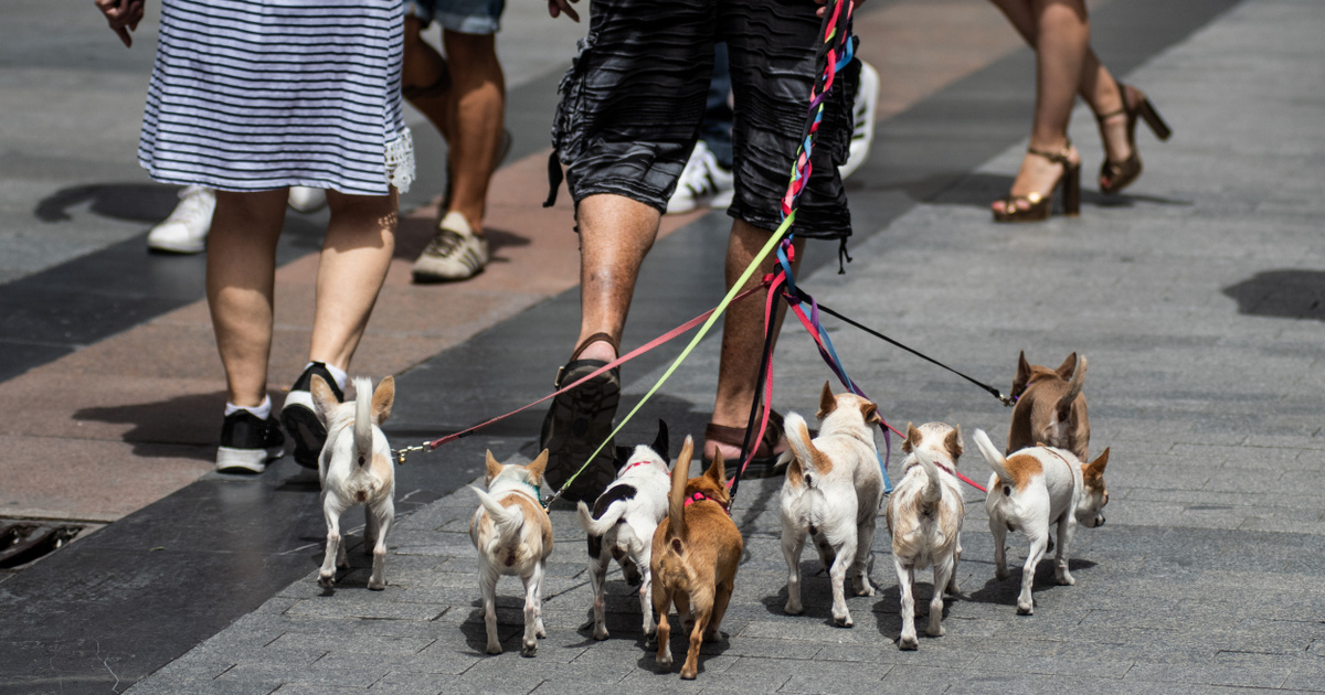 Index – Tech-Science – En España, los animales se han convertido oficialmente en seres conscientes