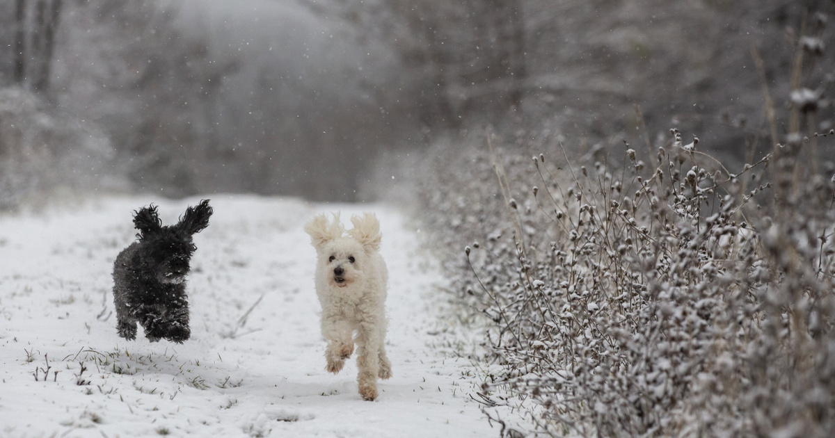 Index – Domestic – The whole country is full of powdered sugar