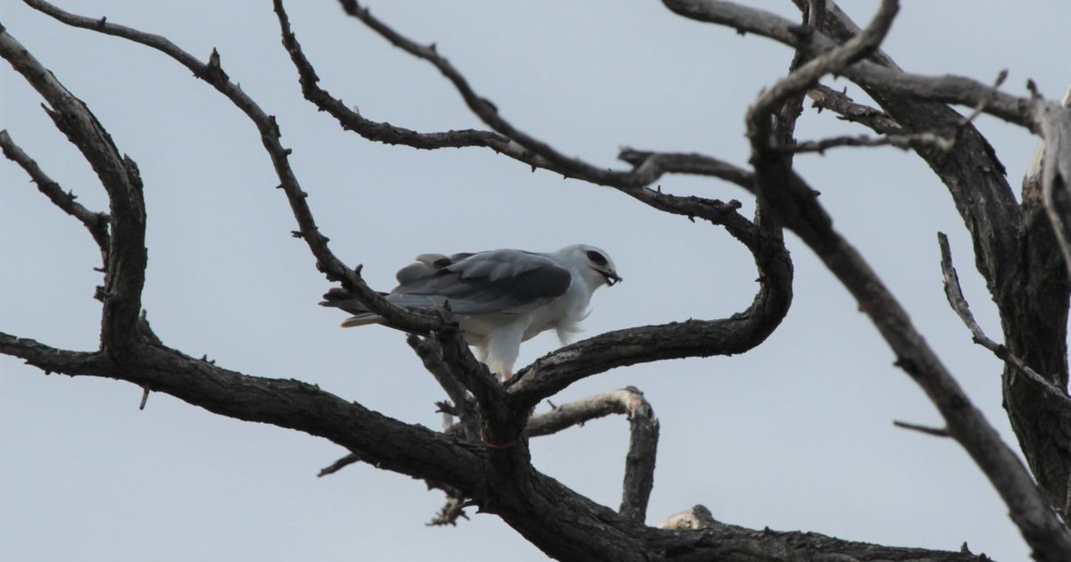 Index – Domestic – Rare bird of prey wandered to Hungary