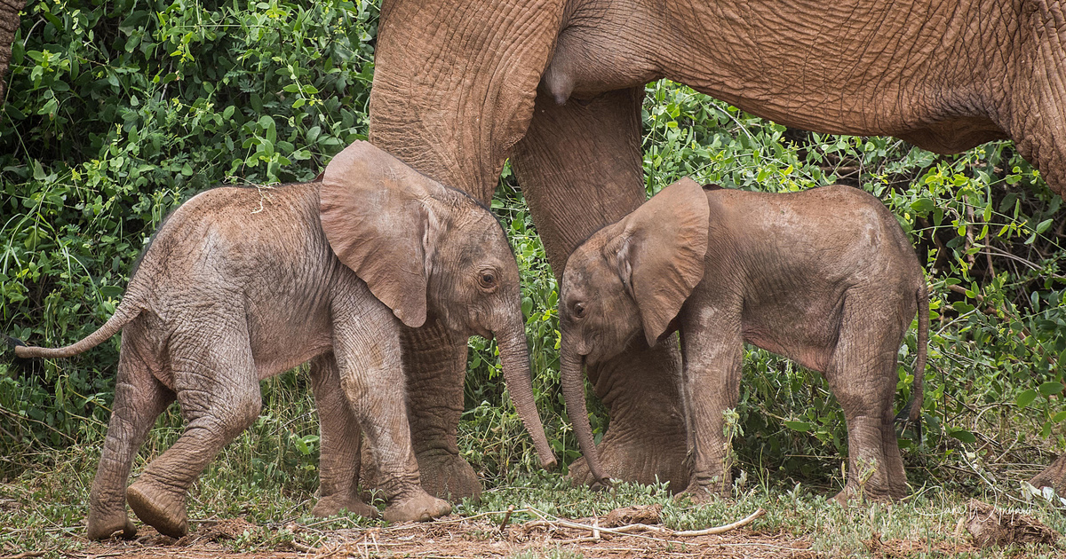 Ritkaságnak számító iker afrikai elefántok születtek Kenyában