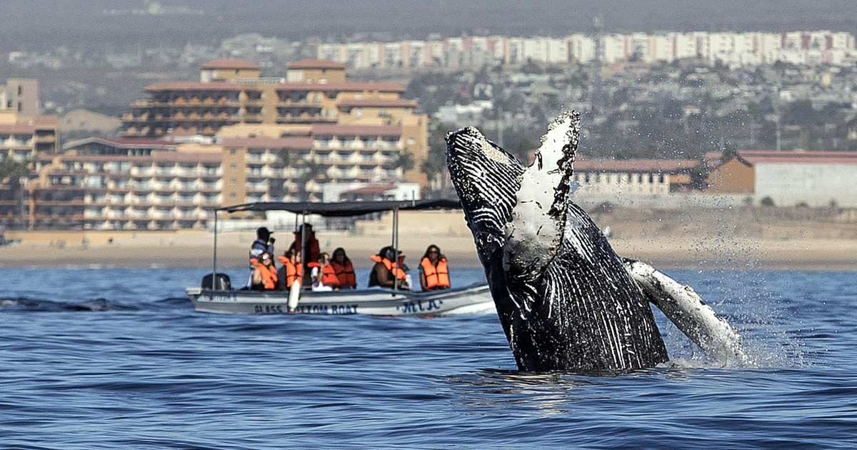 Catálogo – Tech-Science – Ballenas en peligro de extinción al borde de la extinción Catálogo – Tech-Science – Ballenas en peligro de extinción al borde de la extinción
