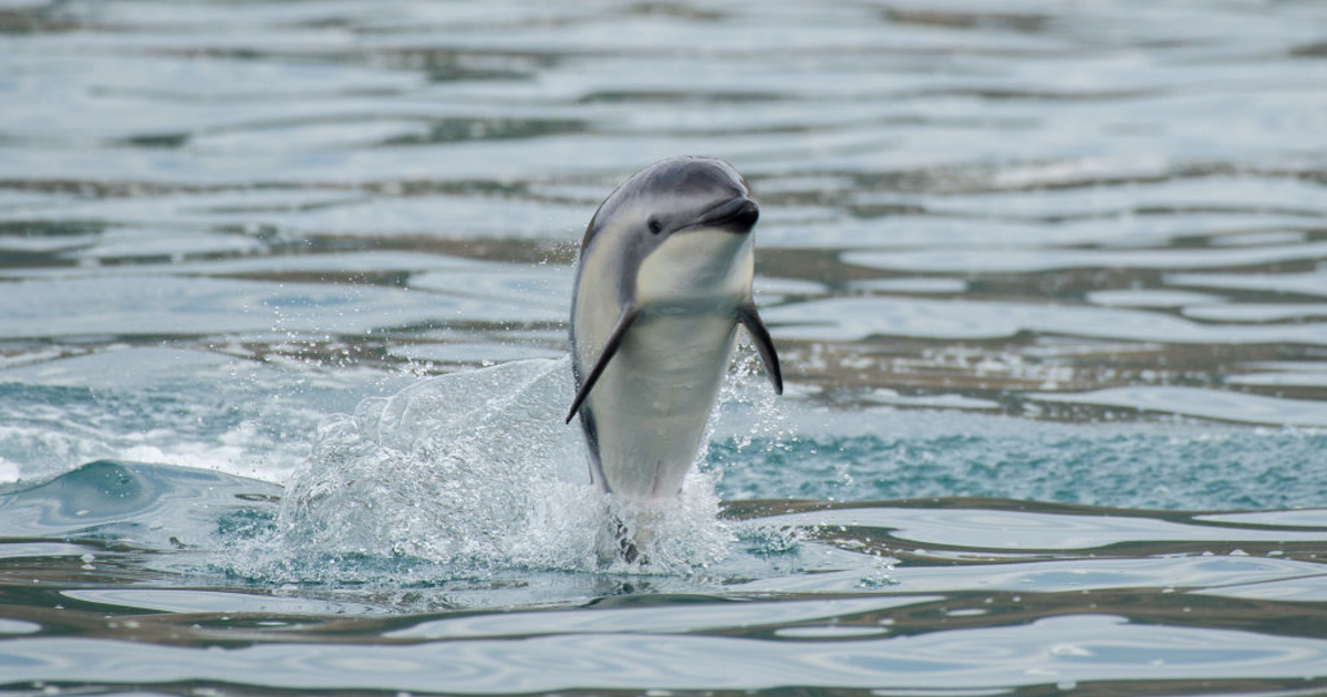 Index – Tech-Science – 31 dolphins have died off the coast of New Zealand