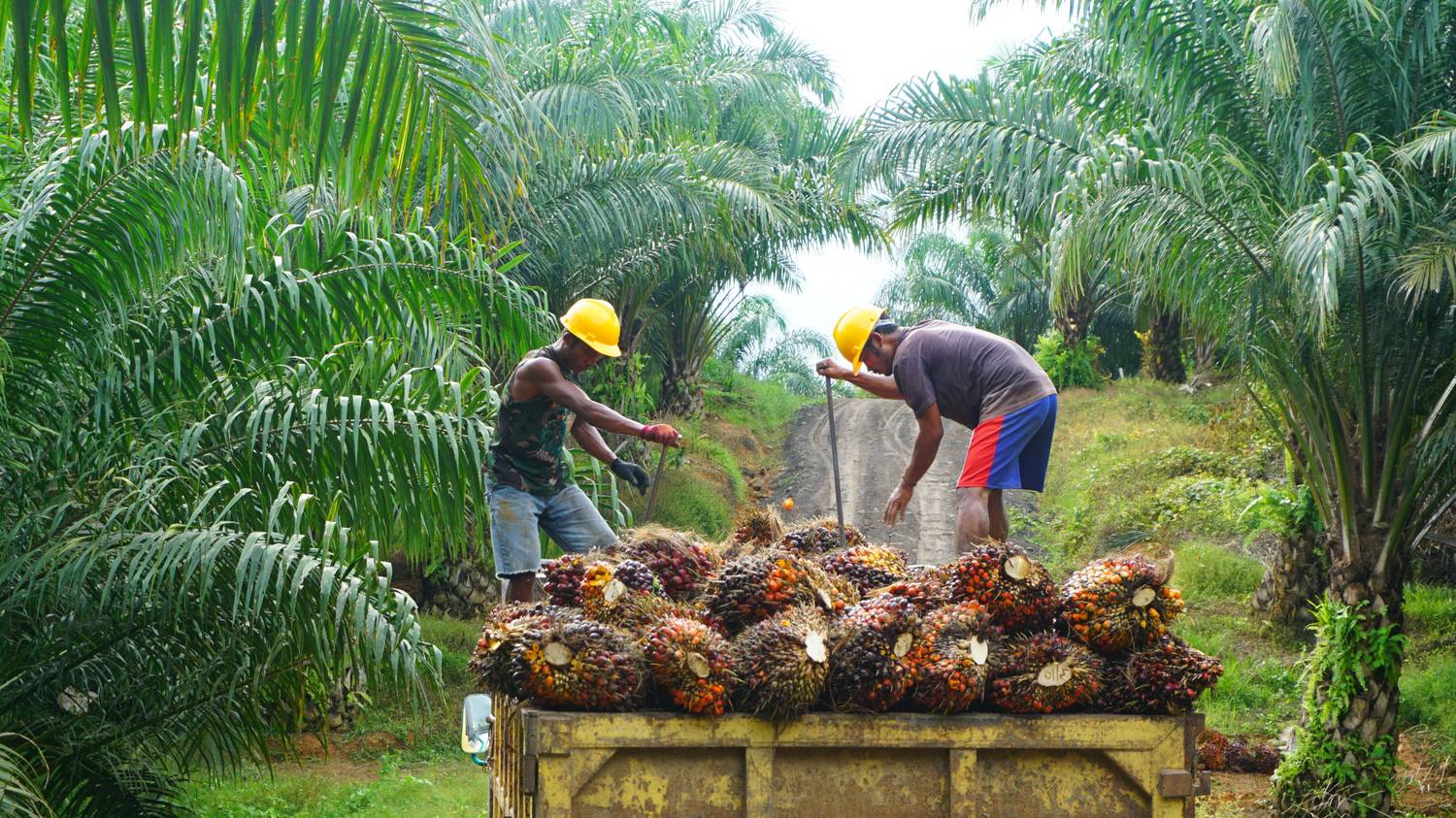 Pálmaolajmentes és Fairtrade termékekre szűrhetünk egy applikáción