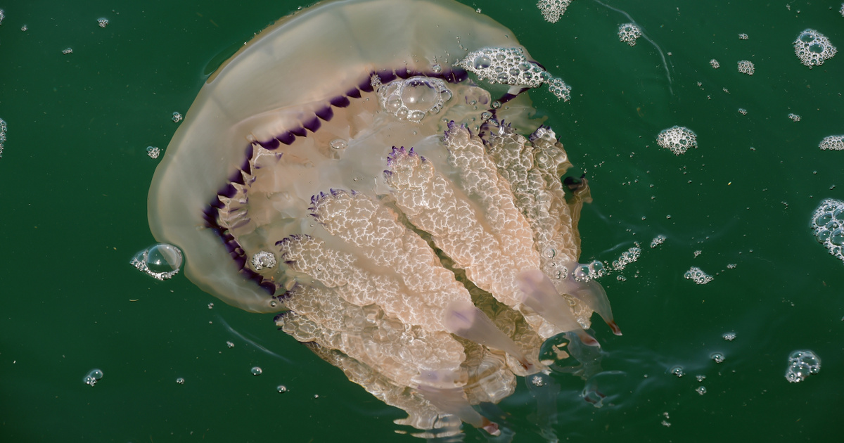 Index – Abroad – Giant killer jellyfish lurks off the coast of England