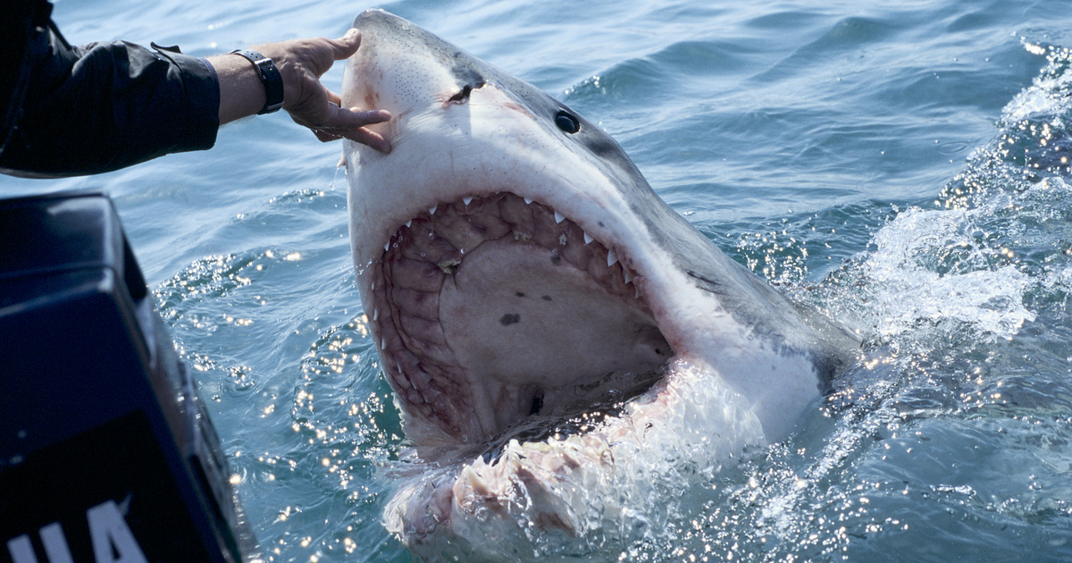 Hogyan lehet kivédeni egy cápatámadást?
