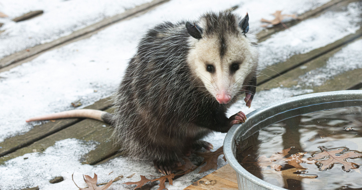 Index – Abroad – they plan to exterminate possums and cats in New Zealand