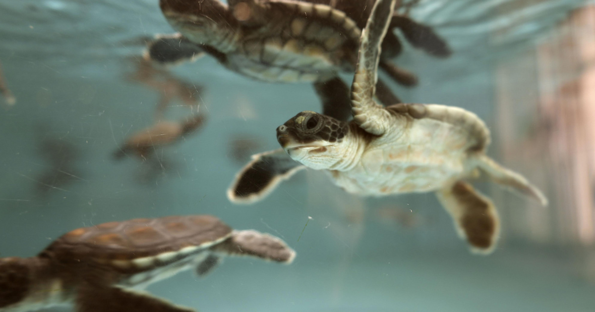 INDEX – Outside – A baby sea turtle defecates plastic for six days after being rescued