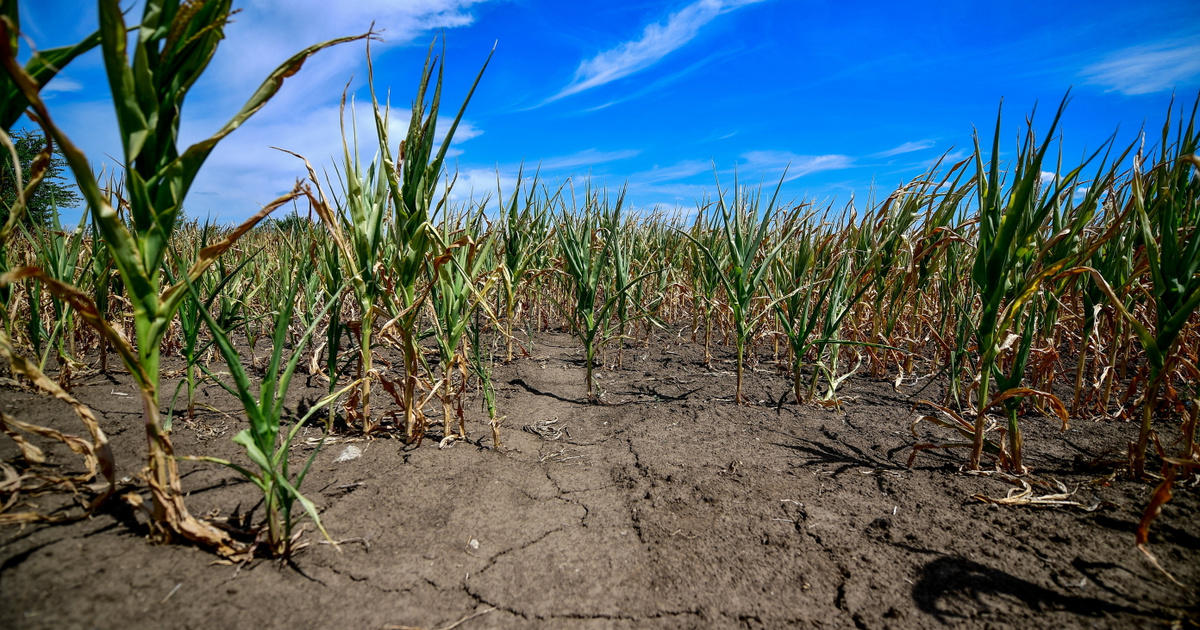 A drámai szárazság miatt rendkívüli intézkedéseket hozott a kormány: „Az Alföldön tragikus a helyzet”