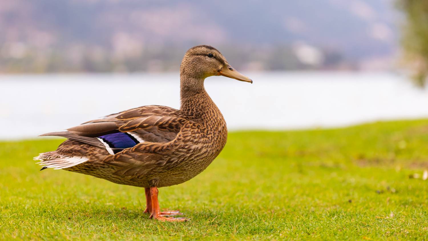 Ön látott már 76 kiskacsával vonuló kacsamamát?