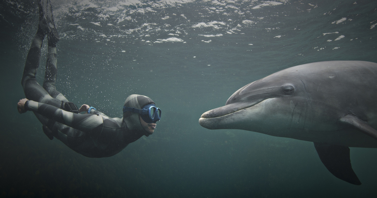 A 14 éves fiút percek választották el a haláltól – Elképesztő történetek hős delfinekről, akik életeket mentettek