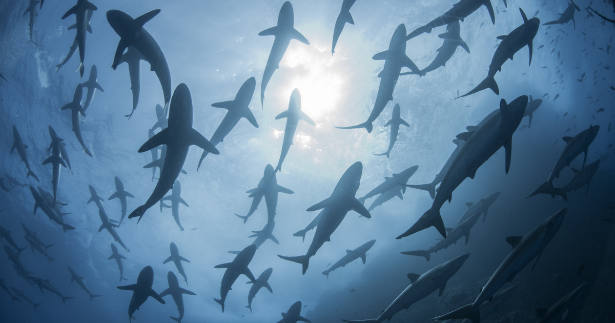 The volcano could have released the sharks: scientists have made a shocking discovery – Terasz