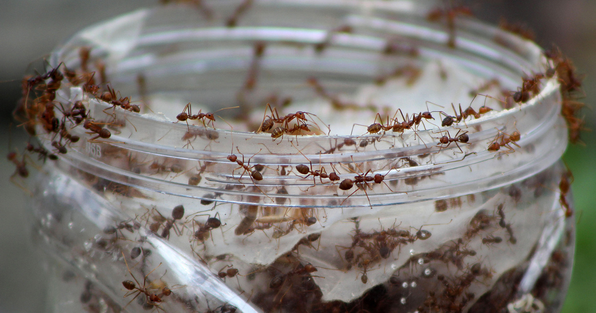 Índice – Ciencia – Se ha descubierto algo extraño sobre las hormigas