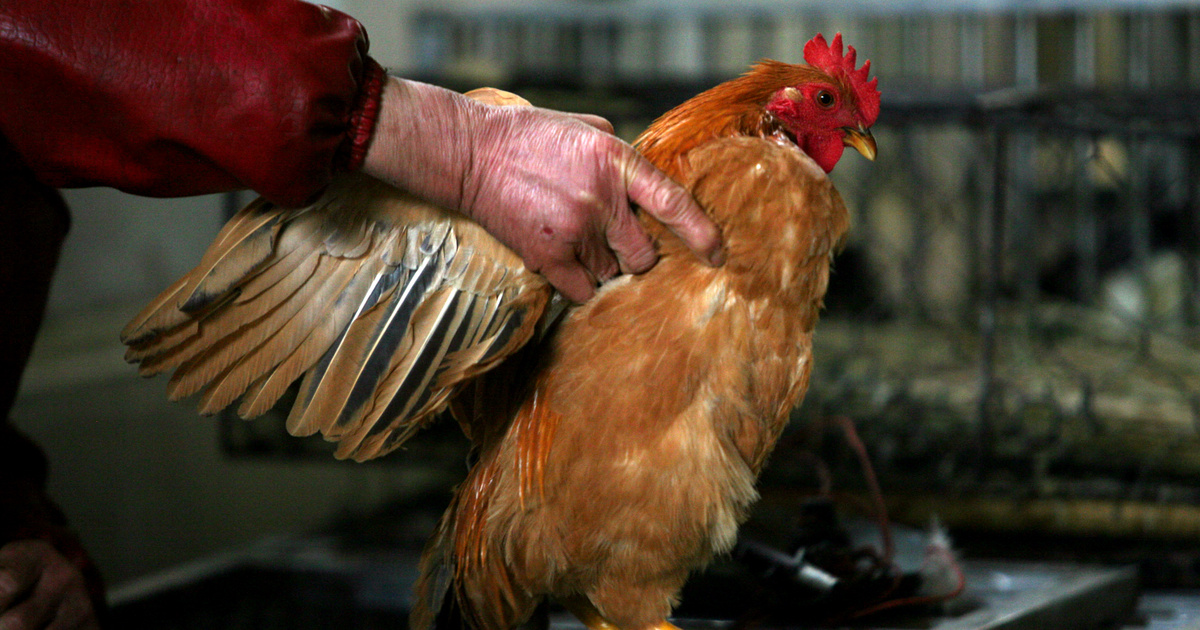 Index – Abroad – 48 million birds were slaughtered last year in the largest bird flu to date