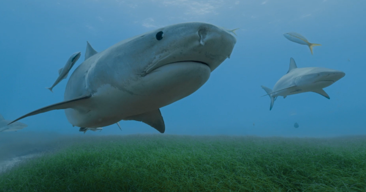 Inicio – Ciencia – Instalaron cámaras en tiburones para detectar el fondo del mar